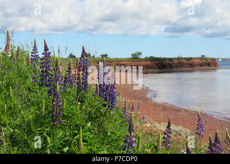 Tall, mauve lupins poussent en abondance sur les accotements de l'herbe et le long du littoral sur l'Île du Prince Édouard et le reste du Canada maritime Banque D'Images