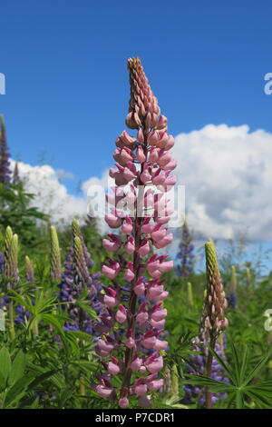 Tall, mauve lupins poussent en abondance sur les accotements de l'herbe et le long du littoral sur l'Île du Prince Édouard et le reste du Canada maritime Banque D'Images