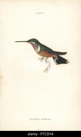 Woodstar améthyste, Calliphlox amethystine mâle immature, (même le cerf amethystine Trochilus hummingbird, orthura). Gravure coloriée par William Lizars de Sir William Jardine's Naturalist's Library : Ornithologie : Volume 2 les colibris, Édimbourg, W.H. Lizars, 1833. Banque D'Images