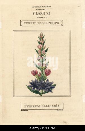 La salicaire pourpre, Lythrum salicaria. La gravure sur cuivre coloriée après une illustration par Richard Duppa de son les classes et les ordres du système linnéen de botanique, Longman, Hurst, Londres, 1816. Banque D'Images