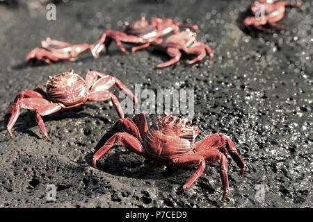 Sally lightfoot crabes sur des roches volcaniques dans les îles Galapagos Banque D'Images