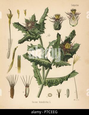 Saint Benoît de pitcher, Centaurea benedicta (Cnicus benedictus). Chromolithographie après une illustration botanique par Walther Hermann Muller d'Adolph Koehler's Plantes médicinales, sous la direction de Gustav Pabst, Koehler, Allemagne, 1887. Banque D'Images