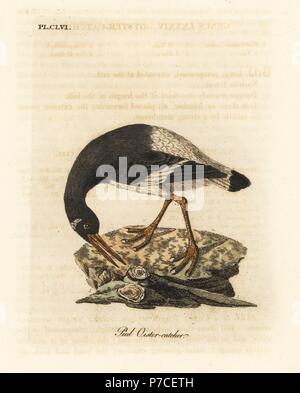 L'huîtrier pie ou eurasienne, Haematopus ostralegus. Dessiné et gravé sur cuivre coloriée par John Latham à partir de sa propre une Histoire générale des oiseaux, Winchester, en 1824. Banque D'Images