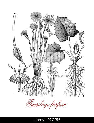 Jardin botanique de gravure vintage ou Tussilago farfara tussilage, plante herbacée à fleurs jaunes, utilisée en médecine traditionnelle mais toxique pour le foie. Banque D'Images