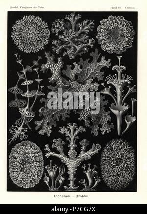 Les lichens : coral, lichen Cladia retipora 1, tasse, lichen Cladonia perfoliata chez 2, Cladonia cervicornis ssp. verticillata 3, Cladonia squamosa 4, Cladonia fimbriata 5, 6 espèces Cladoniaceae, arbre, herbe, Lobaria pulmonaria, 7 Physcia stellaris, Melanohalea 8 olivacea 9 greenshield, lichen, Flavoparmelia caperata 10, et Anaptychia crinalis 11. Chromolithographie par Adolf Glitsch à partir d'une illustration par Ernst Haeckel à partir de formes d'art dans la nature, Kunstformen der Natur, Leipzig, Allemagne, 1904. Banque D'Images