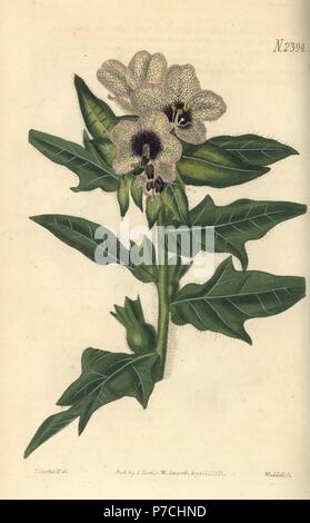 Jusquiame noire, Hyoscyamus niger (jusquiame noire annuelle, Hyoscyamus niger annua). Coloriée à la gravure sur cuivre de Weddell par après une illustration botanique par John Curtis de William Curtis' Botanical Magazine, Samuel Curtis, Londres, 1823. Banque D'Images