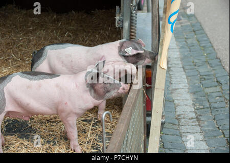 Hall souabe cochon, Schwaebisch Hall, région Hohenlohe, Bade-Wurtemberg, Allemagne, Heilbronn-Franconia Banque D'Images