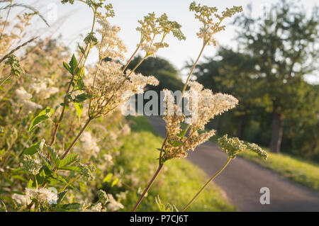 La reine-des-Prés, Alpes de Berchtesgaden, Haute-Bavière, montagnes, Allemagne, watzmann (Filipendula ulmaria) Banque D'Images