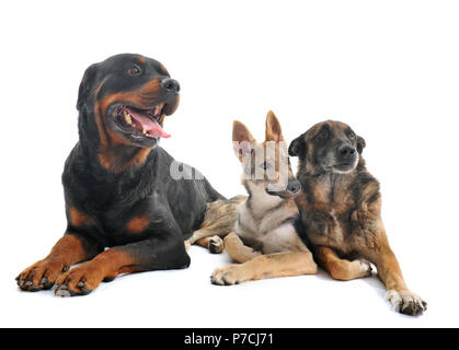 Trois chiens in front of white background Banque D'Images