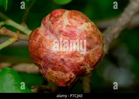 Pommes de chêne, chêne gall, wasp (Biorhiza pallida) Banque D'Images