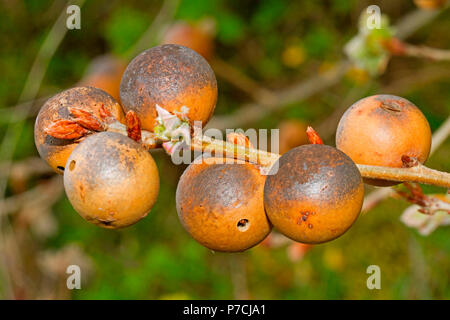 Pommes de chêne, chêne gall, wasp (Biorhiza pallida) Banque D'Images