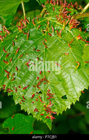 Ongle lime (Eriophyes tiliae, gal) Banque D'Images