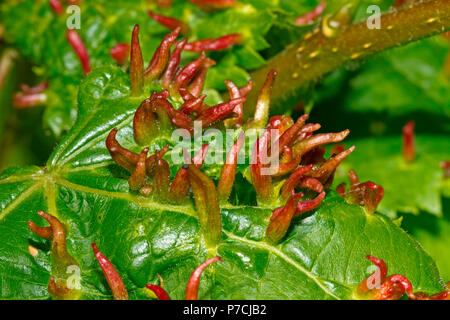 Ongle lime (Eriophyes tiliae, gal) Banque D'Images