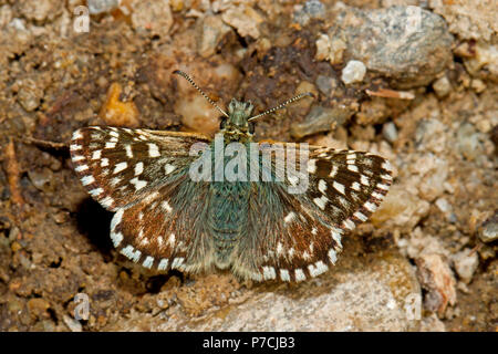 À skipper, insectes, papillons, skipper, papillon, ailes, ouvert, brown, teinté, blanc, sol, assis, de dos, (Pyrgus malvae) Banque D'Images