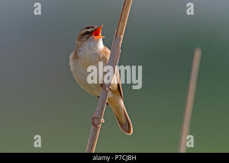 Phragmite des joncs (Acrocephalus schoenobaenus), Banque D'Images