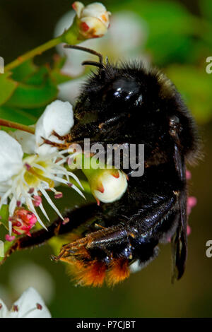 Red-tailed bumblebee, (Bombus lapidarius) Banque D'Images