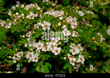 Midland, aubépine (Crataegus laevigata) Banque D'Images