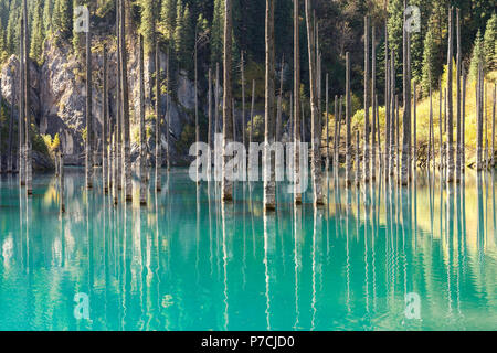 Les troncs secs de Picea schrenkiana Kaindy, lac, lac Birch Tree ou submergé Forêt, Tian Shan, Kazakhstan Banque D'Images
