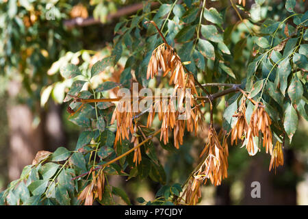 Les frênes connu sous le nom de Sogdian frêne (Fraxinus excelsior), le Parc National Auezov, Tian Shan, Kazakhstan Banque D'Images