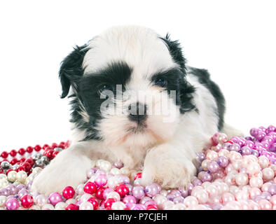 Chiot shih tzu in front of white background Banque D'Images