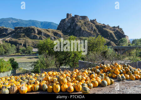 Pumpkin farm, ruines du château d'Atskuri derrière, région de Samtskhe-Javakheti, Géorgie Banque D'Images