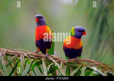 Rainbow Lorikeet, couple sur branch, Cuddly Creek, Australie du Sud, Australie, (Trichoglossus haematodus) Banque D'Images