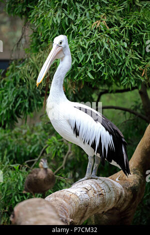Australian Pelican, adulte, Kangaroo Island, Australie du Sud, Australie, (Pelecanus conspicillatus) Banque D'Images