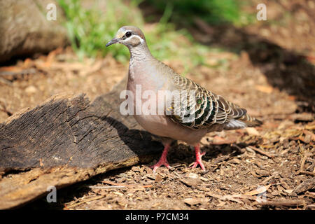 Bronzewing commun, adulte, Mount Lofty, Australie du Sud, Australie, (Phaps chalcoptera) Banque D'Images