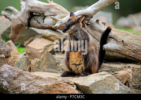 À queue en brosse-rock wallaby, adulte sur rock, New South Wales, Australie, (Petrogale penicillata) Banque D'Images