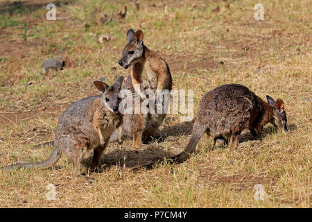 Wallaby Tammar, Dama-Wallaby, groupe d'adultes alimentation, Kangaroo Island, Australie du Sud, Australie, (Macropus eugenii) Banque D'Images