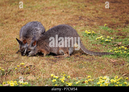 Wallaby Tammar, Dama-Wallaby, deux adultes alimentation, Kangaroo Island, Australie du Sud, Australie, (Macropus eugenii) Banque D'Images