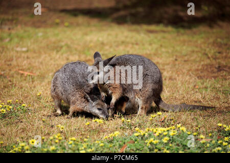 Wallaby Tammar, Dama-Wallaby, deux adultes alimentation, Kangaroo Island, Australie du Sud, Australie, (Macropus eugenii) Banque D'Images