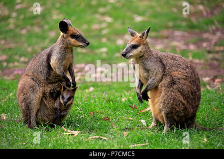 Wallaby agile, famille avec Joey en sachet, homme, femme, Cuddly Creek, Australie du Sud, Australie, (Macropus agilis) Banque D'Images