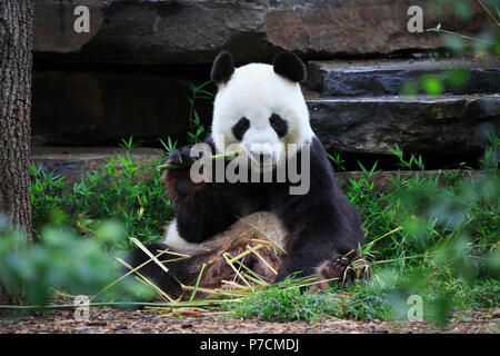 Le Panda Géant, alimentation adultes, Adélaïde, Australie du Sud, Australie, (Ailuropoda melanoleuca) Banque D'Images