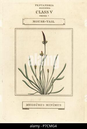 Myosurus minimus ratoncule naine,. La gravure sur cuivre coloriée après une illustration par Richard Duppa de son les classes et les ordres du système linnéen de botanique, Longman, Hurst, Londres, 1816. Banque D'Images