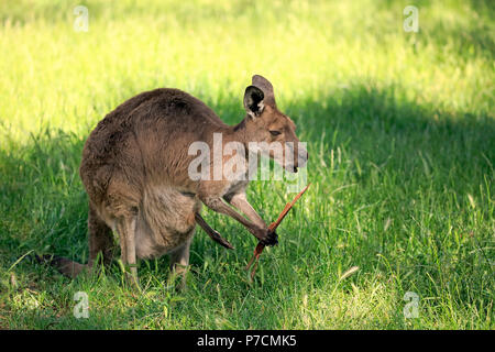 Kangourou gris de l'Est, femme adulte avec l'écorce d'Eucalyptus, Mount Lofty, Australie du Sud, Australie, (Macropus giganteus) Banque D'Images