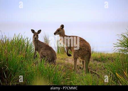 Kangourou gris de l'Est, Couple at beach, plage de Merry, Murramarang Nationalpark, New South Wales, Australie, (Macropus giganteus) Banque D'Images