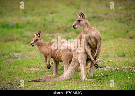 Kangourou gris de l'Est, deux adultes, joyeux, Murramarang Nationalpark, New South Wales, Australie, (Macropus giganteus) Banque D'Images