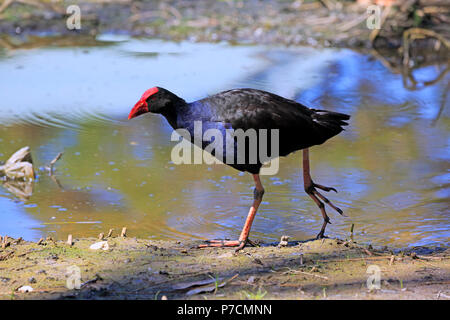 Talève Sultane talève sultane, Australasian Pukeko, des profils dans l'eau randonnée pédestre, joyeux, Murramarang Nationalpark, New South Wales, Australie, (Porphyrio porphyrio melanotus) Banque D'Images