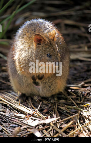 Quokka, adulte, l'Australie, (Chrysocyon brachyurus) Banque D'Images