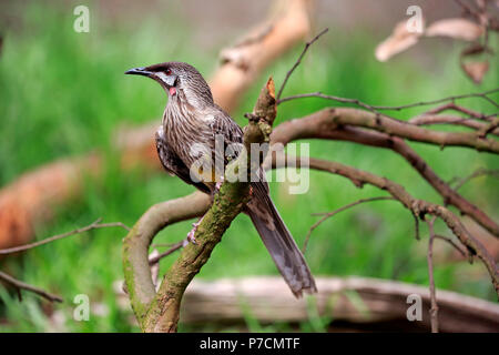 Wattlebird rouge, adulte, Cuddly Creek, Australie du Sud, Australie, (Anthochaera carunculata) Banque D'Images