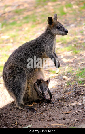 Femelle adulte, avec Joey en sachet, Mount Lofty, Australie du Sud, Australie, (Wallabia bicolor) Banque D'Images