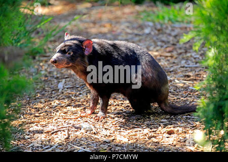 Diable de Tasmanie, adulte, Mount Lofty, l'Australie, l'Australie, (Sarcophilus harrisii) Banque D'Images