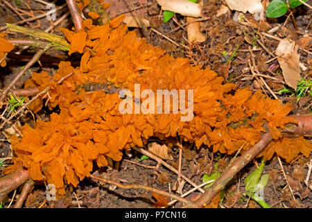 Poirier européen, la rouille Gymnosporangium fuscum (syn. Gymnosporangium sabinae) Banque D'Images