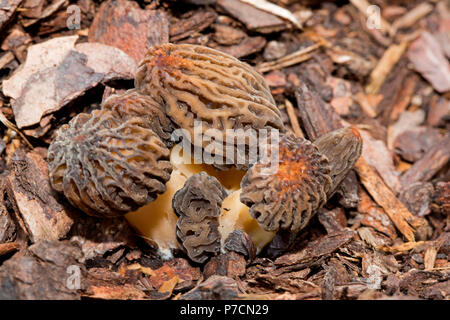 Morilles noires, (Morchella conica) Banque D'Images