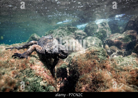 Iguane marin se nourrissant d'algues sous l'eau dans les îles Galapagos Banque D'Images