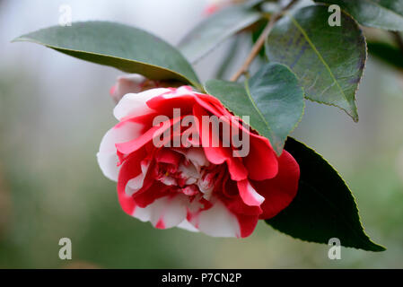 Société Kamelie, sorte 'Général', Camellia japonica Coletti Banque D'Images