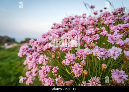 Fleur Rose appelé Cornish sea thrift croissant sur un affleurement rocheux, Lands End, Cornwall, UK Banque D'Images