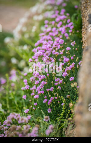 Fleur Rose appelé Cornish sea thrift croissant sur un affleurement rocheux, Lands End, Cornwall, UK Banque D'Images