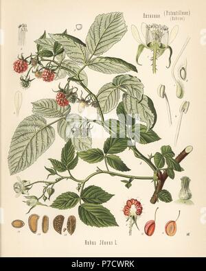 Framboisier, Rubus idaeus. Chromolithographie après une illustration botanique par Walther Hermann Muller d'Adolph Koehler's Plantes médicinales, sous la direction de Gustav Pabst, Koehler, Allemagne, 1887. Banque D'Images